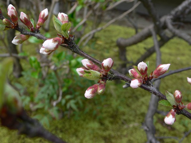 b0042882_15444346.jpg