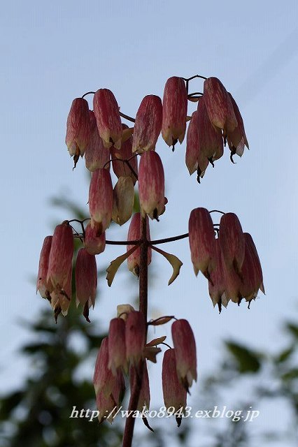 c0187403_16131418.jpg