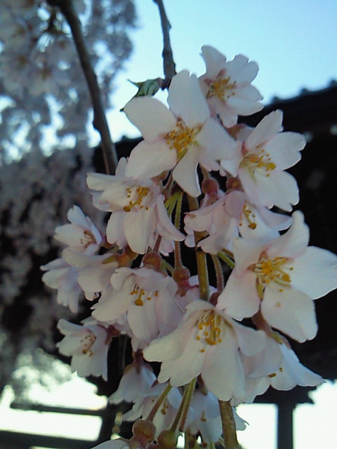 c0025033_20383290.jpg