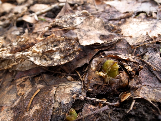 c0172882_6512341.jpg