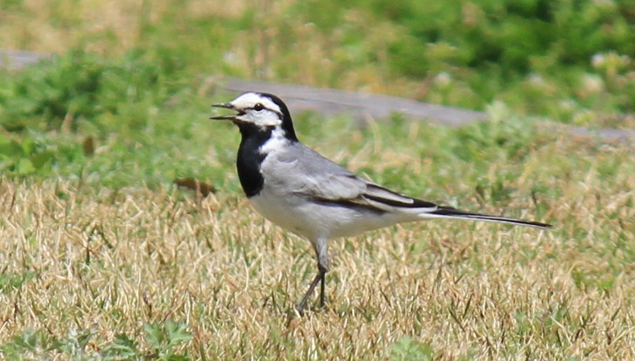e0197884_13375819.jpg