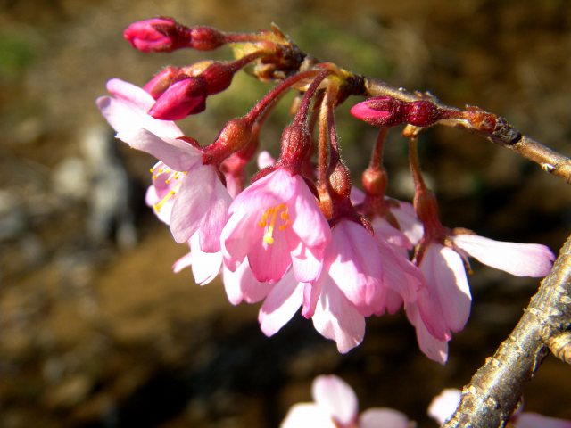 e0202393_1911432.jpg