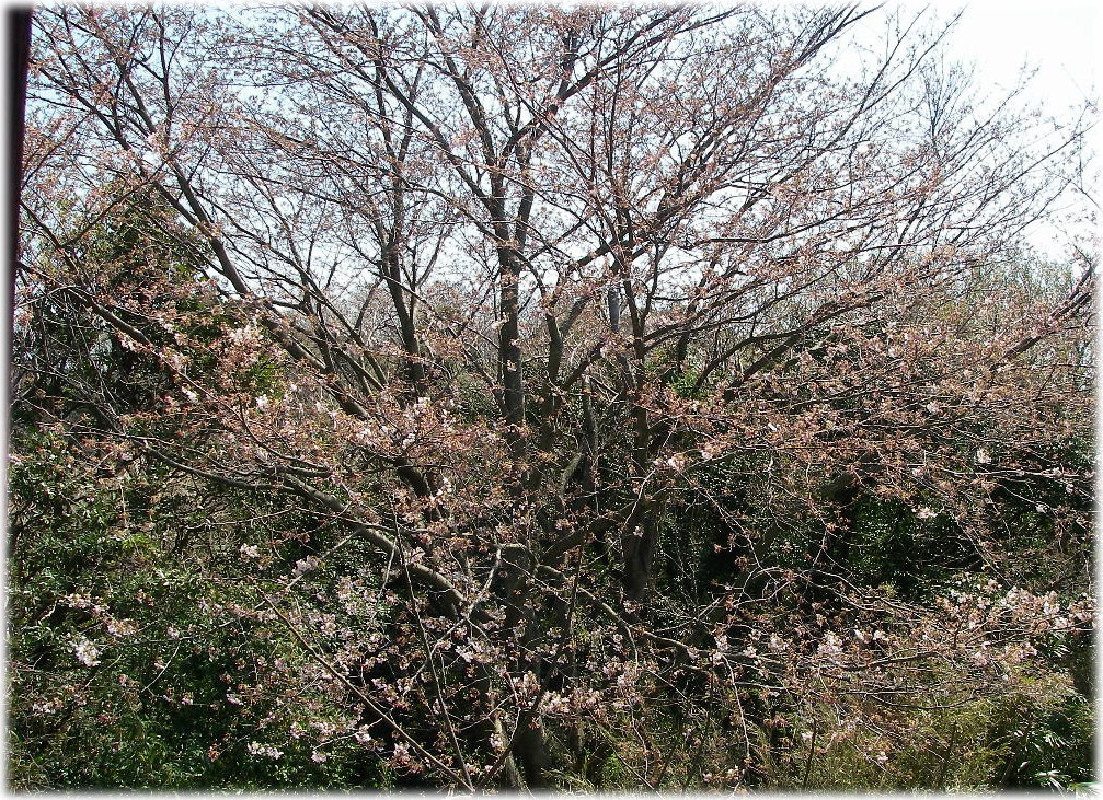 d0046294_12461119.jpg