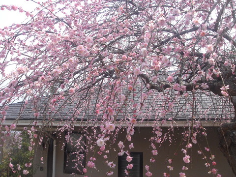 e0083820_0513954.jpg