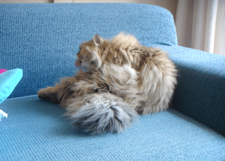 e0157129_1991622.gif