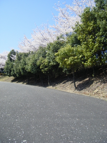a0090451_1556221.jpg