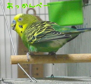 f0196665_2365310.jpg