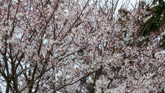 d0168567_2328111.jpg