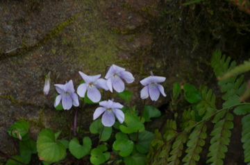 f0054677_732073.jpg