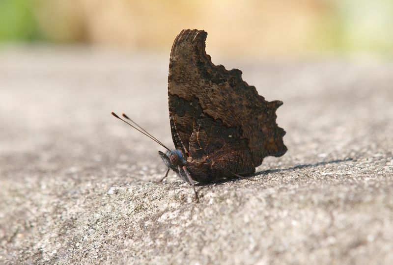 b0108186_2391333.jpg