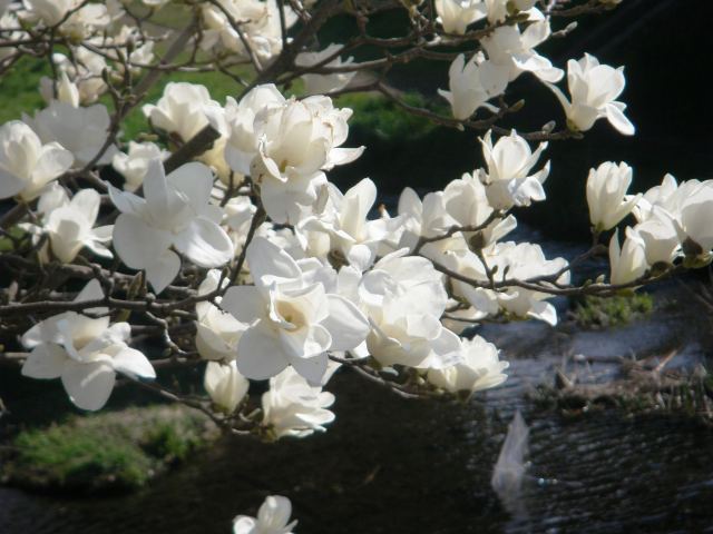 e0202393_194941.jpg
