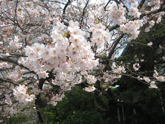 b0097200_032271.jpg