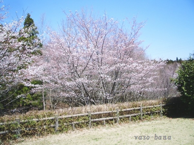 e0025300_1671967.jpg