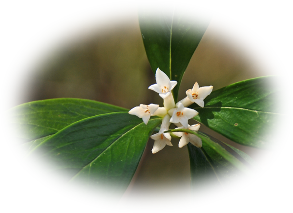 d0029829_14221416.png