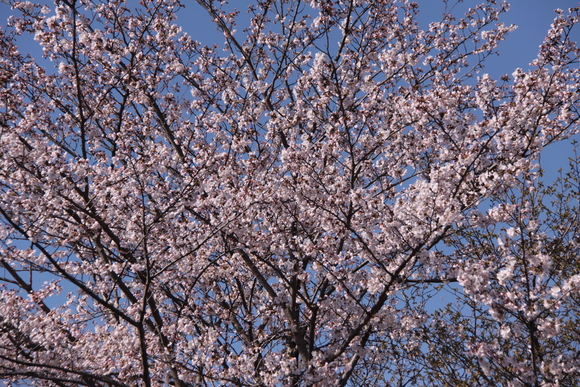 f0217933_15573036.jpg