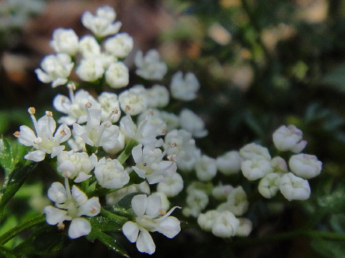 c0179351_17255876.jpg