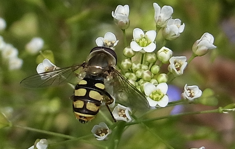 b0070071_11144736.jpg