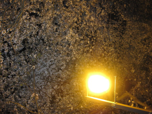 d0151373_11235075.jpg