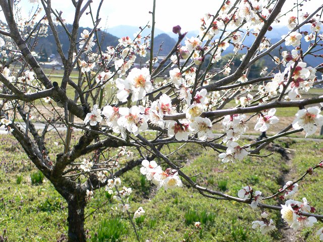b0042882_19413875.jpg