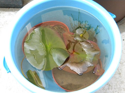 f0138093_1021394.jpg