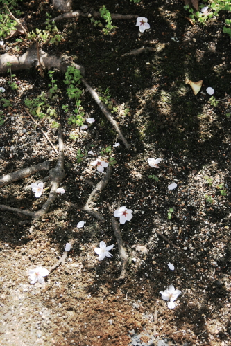 c0129498_1525796.jpg