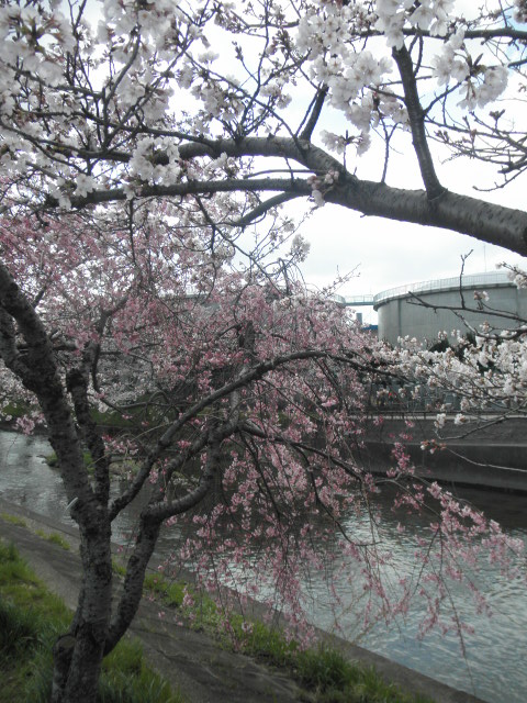 c0152507_4323677.jpg