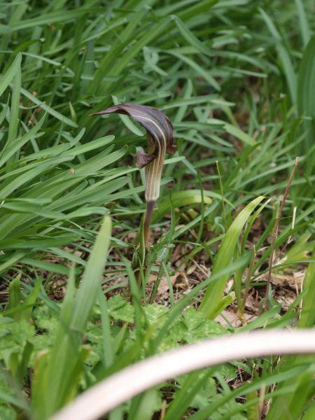 c0164709_8183692.jpg