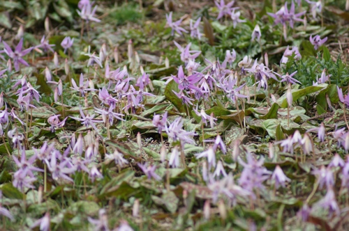 c0042418_18405011.jpg