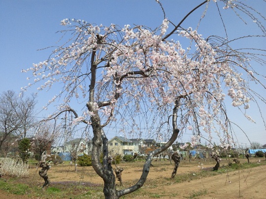 b0199924_17574043.jpg