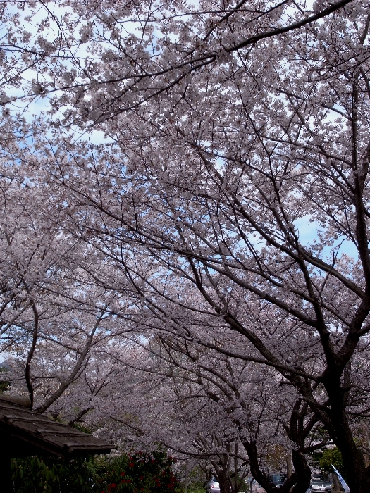 f0103126_2019314.jpg