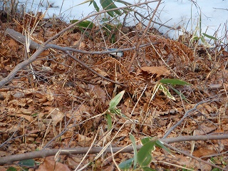 e0004756_2111868.jpg
