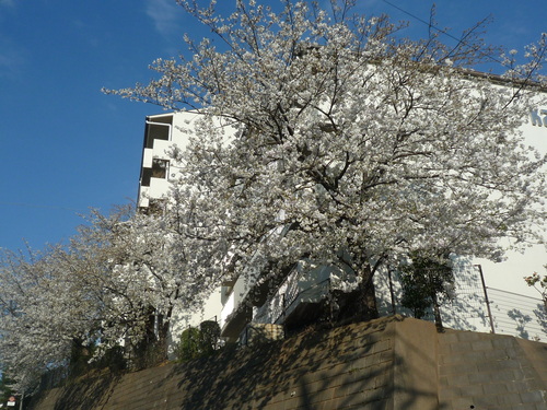 a0119563_12313886.jpg