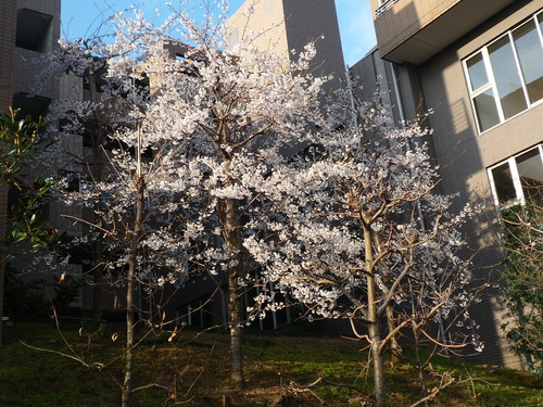 a0119563_12324414.jpg