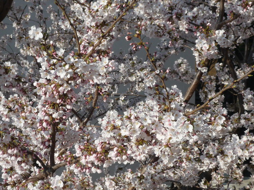 a0119563_1234451.jpg