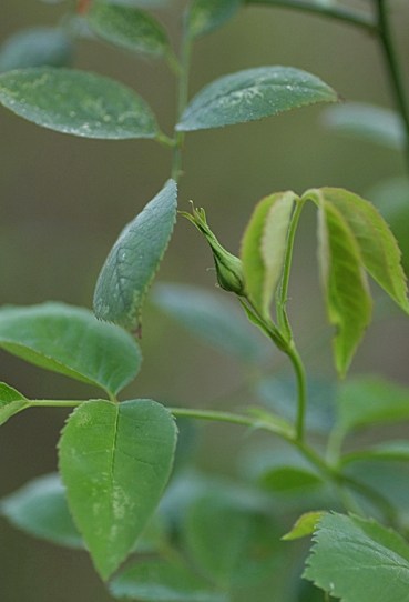 c0186463_21545586.jpg
