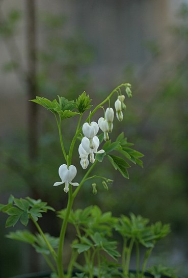 c0186463_21554081.jpg