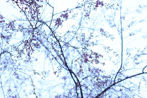 d0056777_1575561.jpg