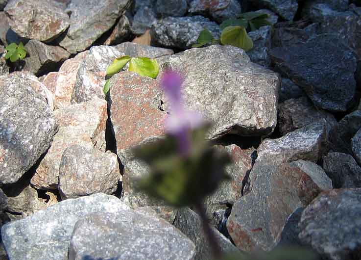 b0057679_730952.jpg