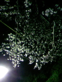f0100480_2051475.jpg