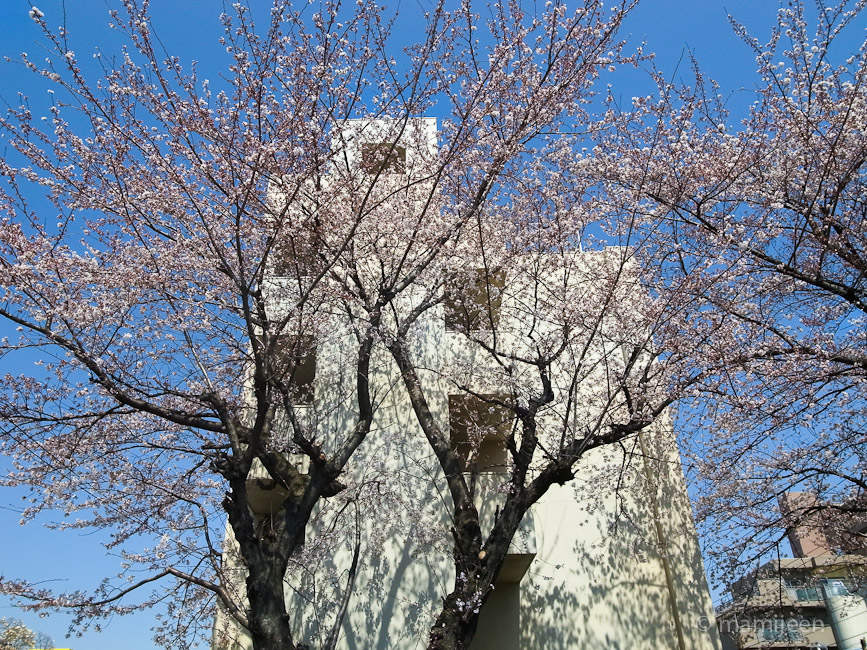 a0104581_1942237.jpg