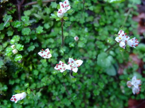 a0043982_15311449.jpg