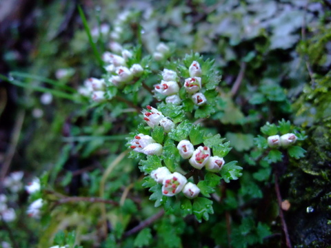 a0043982_15312138.jpg