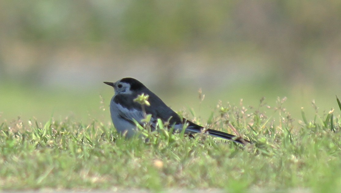 e0197884_20165097.jpg