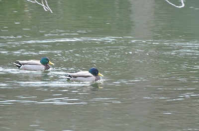 c0240388_10122375.jpg