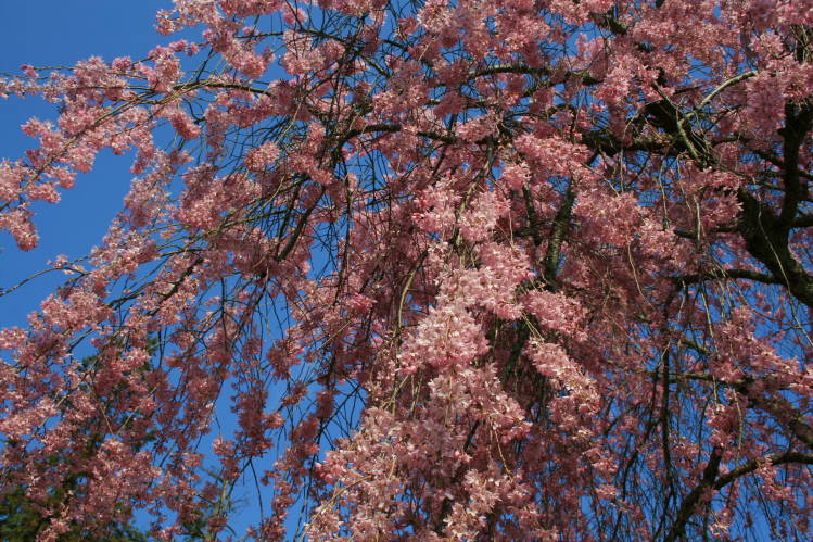 f0031304_7165783.jpg
