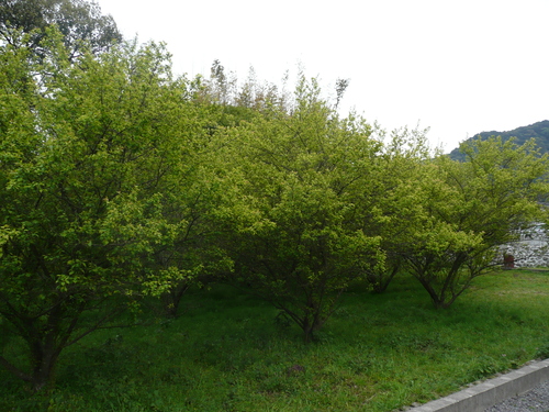 f0204110_2042136.jpg