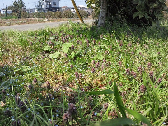 b0199924_1314727.jpg