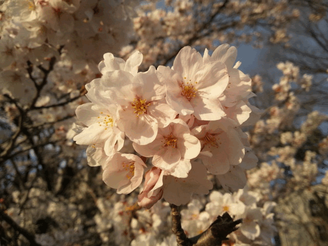 d0048332_11424182.gif