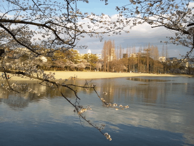 d0048332_11595440.gif