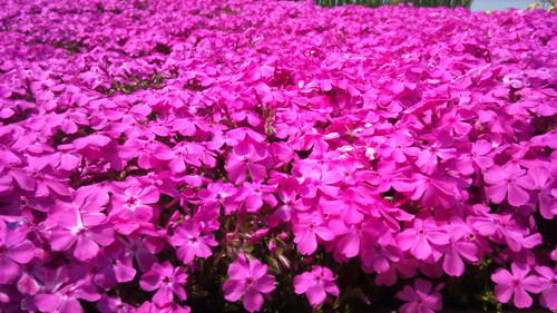 c0038334_2122968.jpg